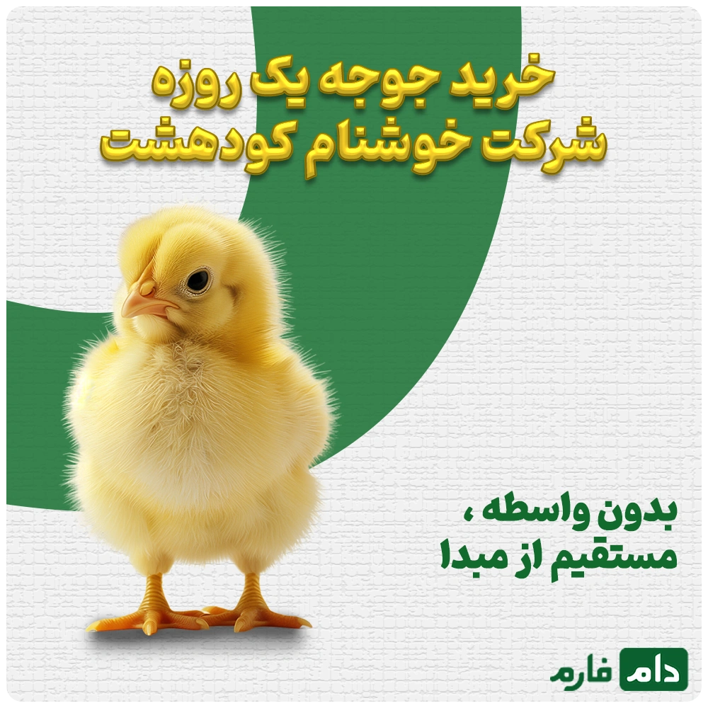 Selling-one-day-old-chicks-from-Khoshnam-Company-