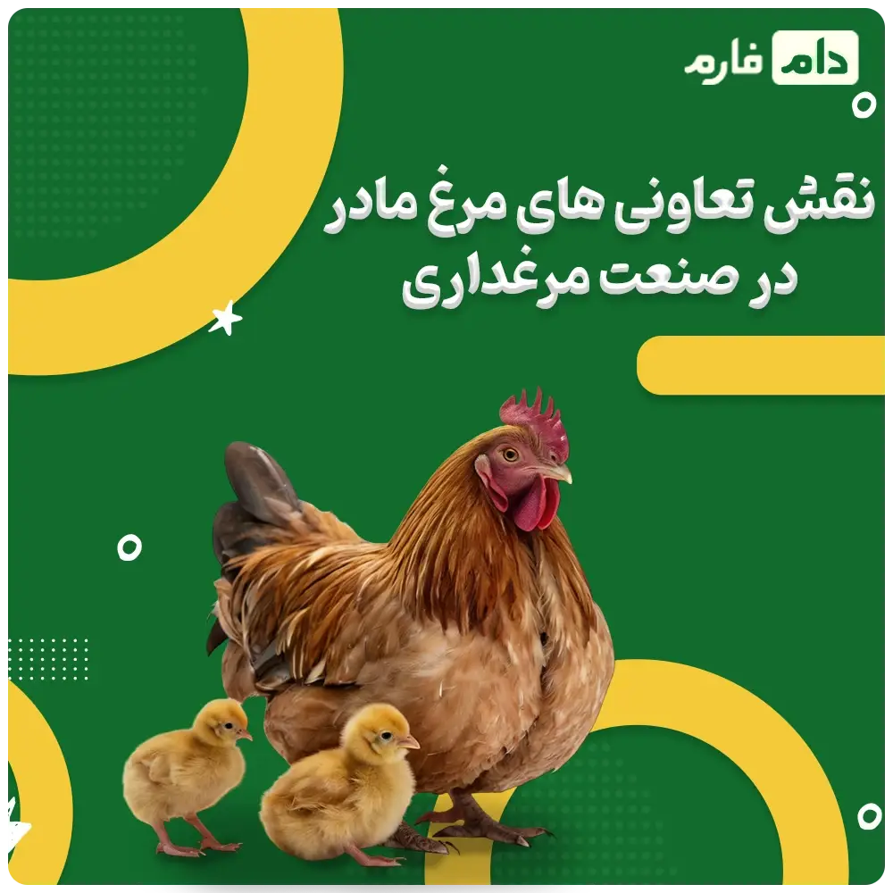 West-Vahdat-Gharb-Chicken-Cooperative-Company