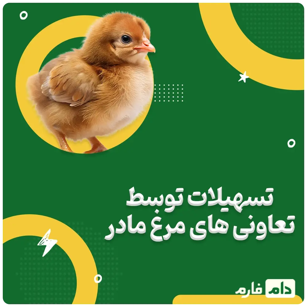 West-Vahdat-Gharb-Chicken-Cooperative-Company