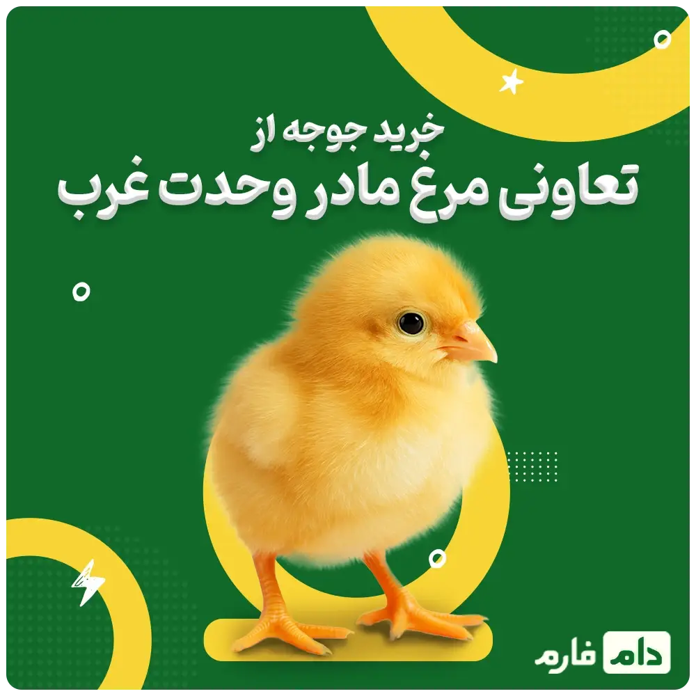 West-Vahdat-Gharb-Chicken-Cooperative-Company
