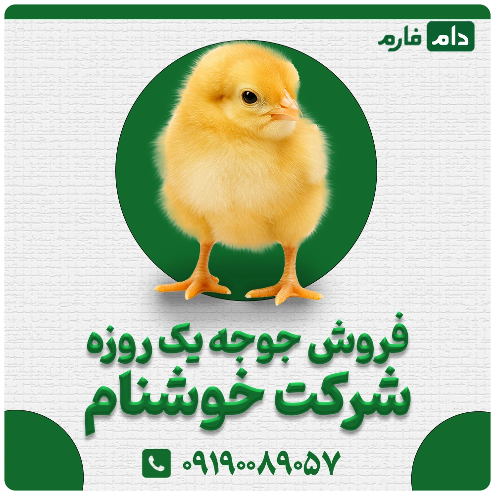 فروش_جوجه_یک_روزه_شرکت_خوشنام_09190089057
