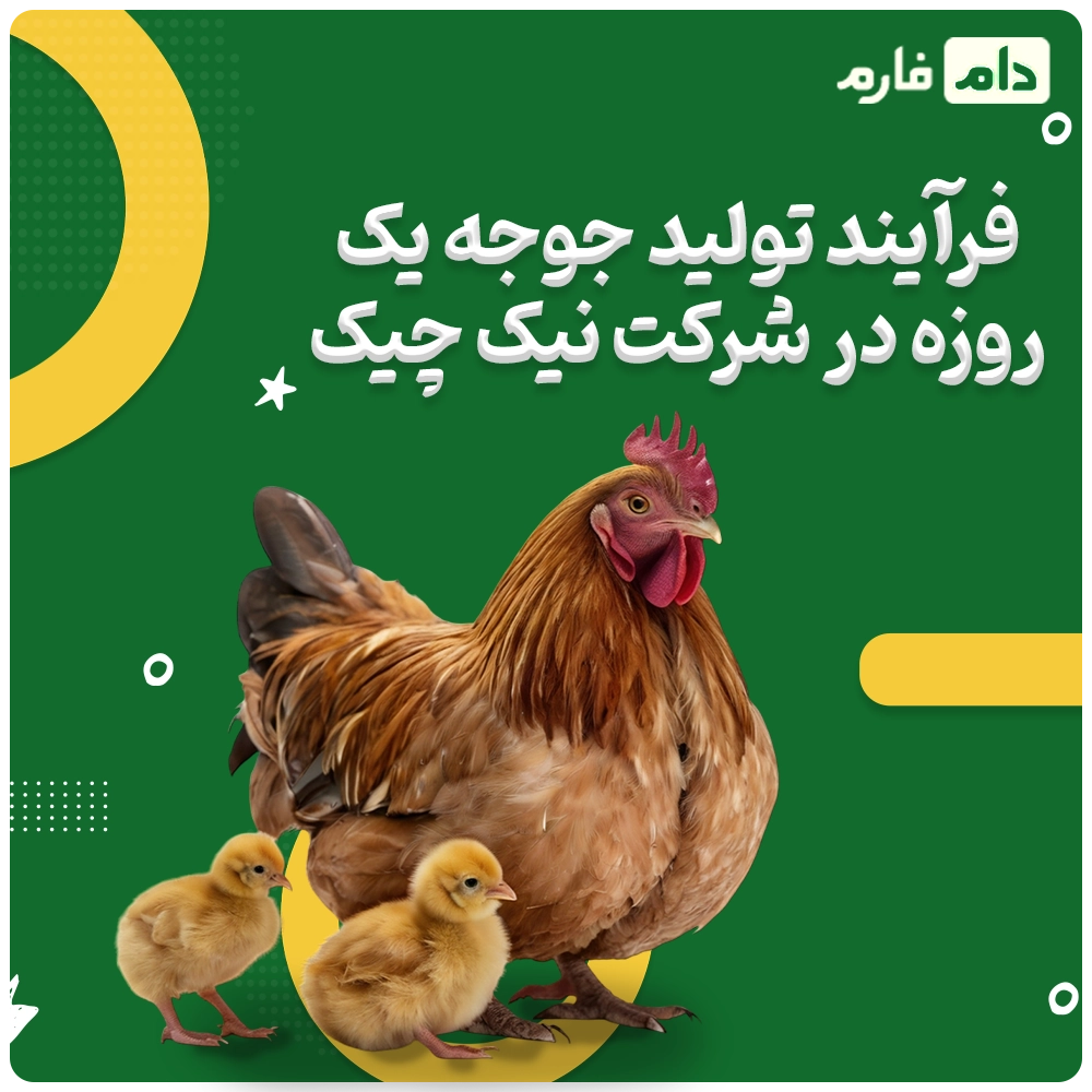 Selling-one-day-old-chicks-from-Kimia-Poultry-Company,-Marand-