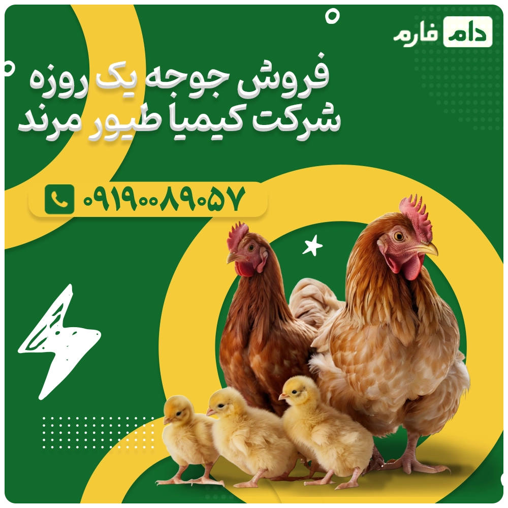 فروش_جوجه_یک_روزه_شرکت_کیمیا_طیور_مرند_09190089057