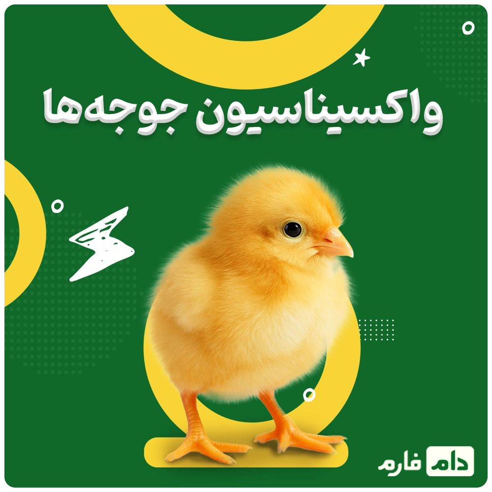 Selling-one-day-old-chicks-from-Kimia-Poultry-Company,-Marand-