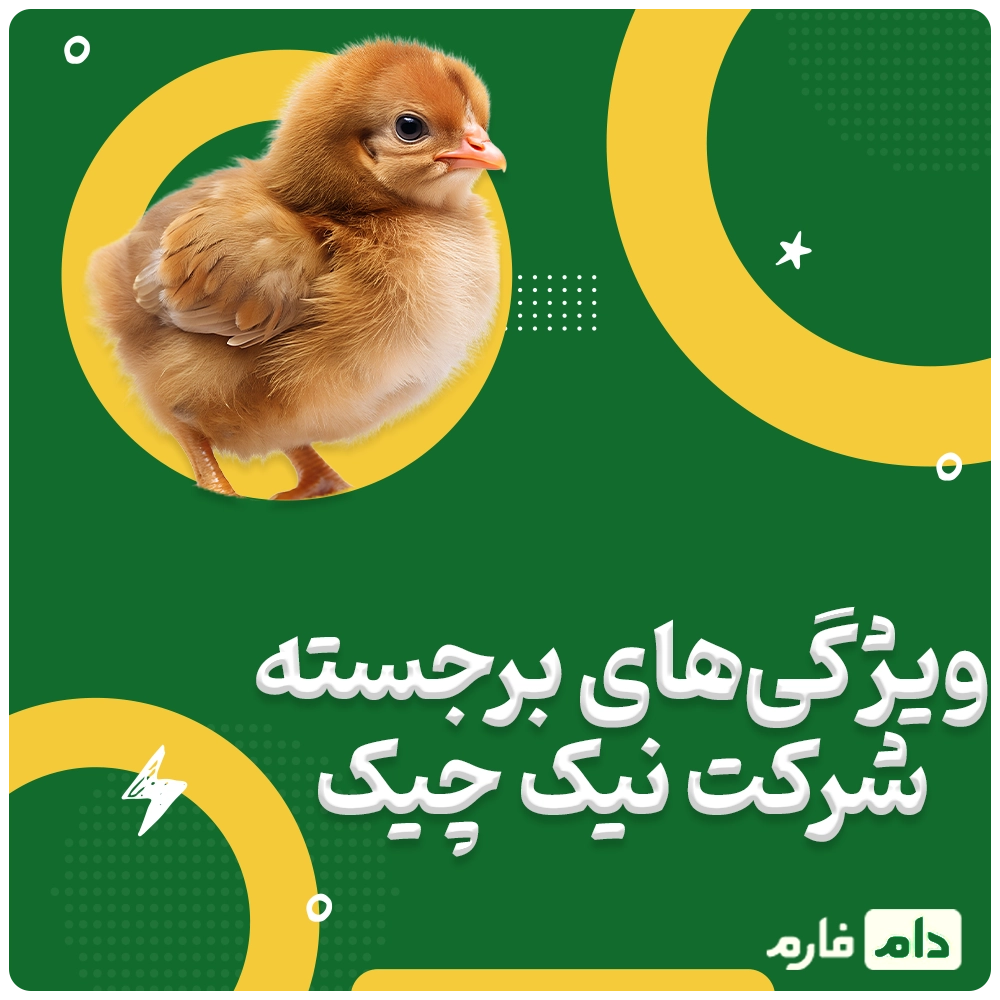 Selling-one-day-old-chicks-from-Kimia-Poultry-Company,-Marand-