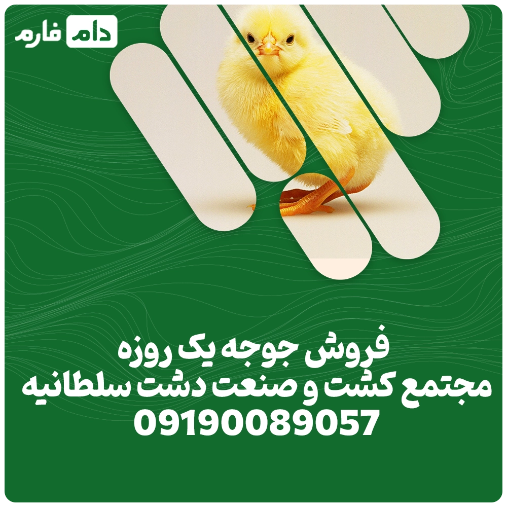 فروش_جوجه_یک_روزه_مجتمع_کشت_و_صنعت_دشت_سلطانیه_09190089057
