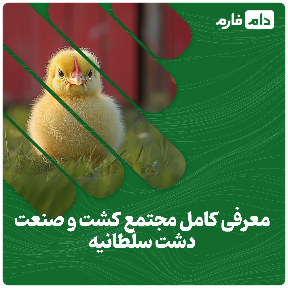 Selling-one-day-old-chicks,-Dasht-Soltaniyeh-Agro-Industrial-Complex-