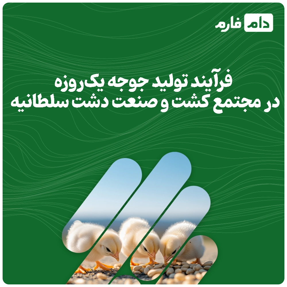 Selling-one-day-old-chicks,-Dasht-Soltaniyeh-Agro-Industrial-Complex-