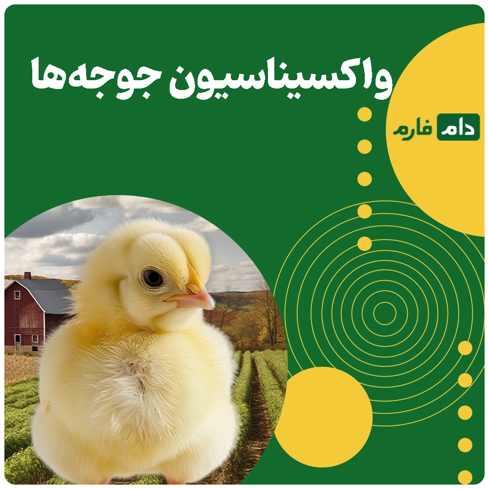 Selling-one-day-old-chicks,-Dasht-Soltaniyeh-Agro-Industrial-Complex-