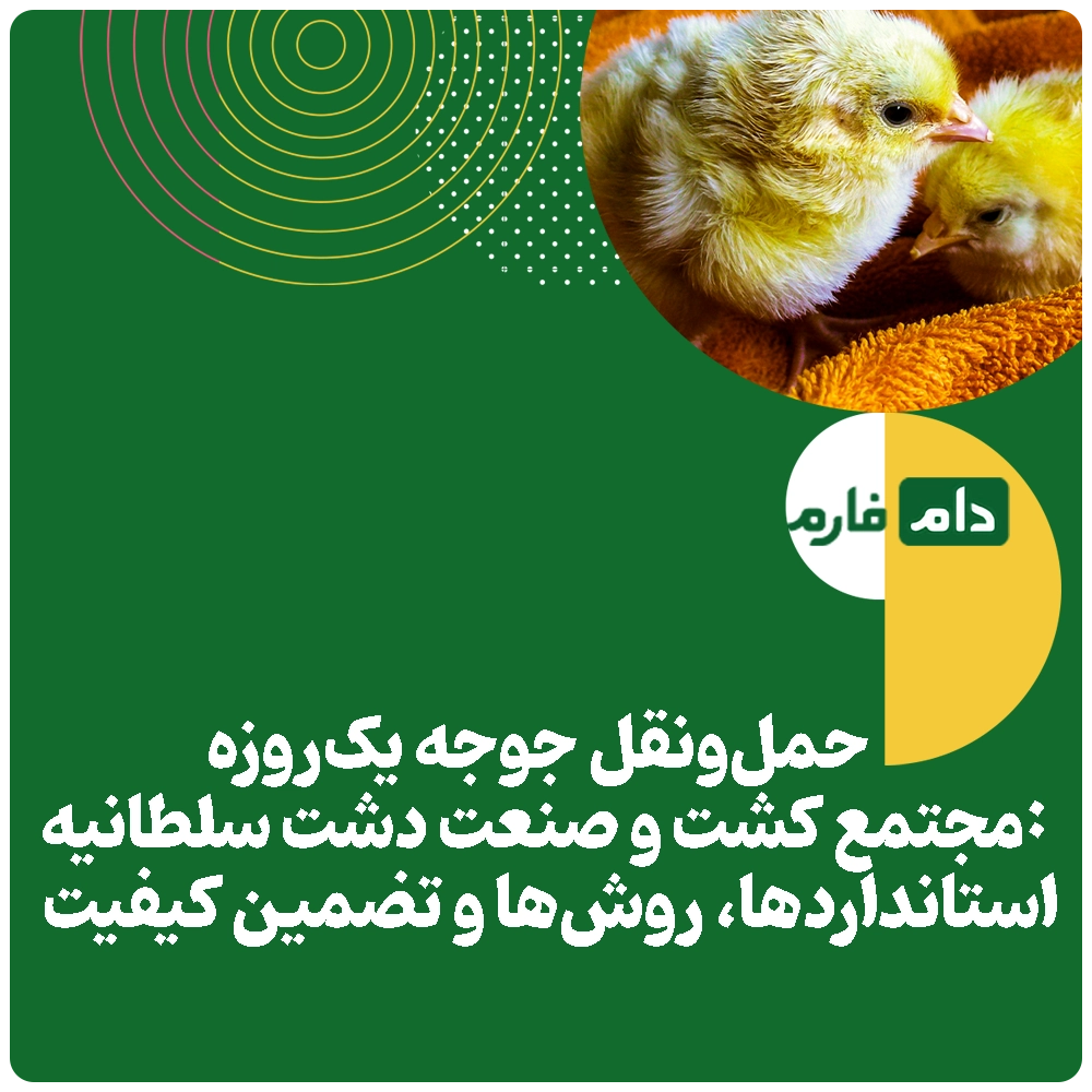 Selling-one-day-old-chicks,-Dasht-Soltaniyeh-Agro-Industrial-Complex-