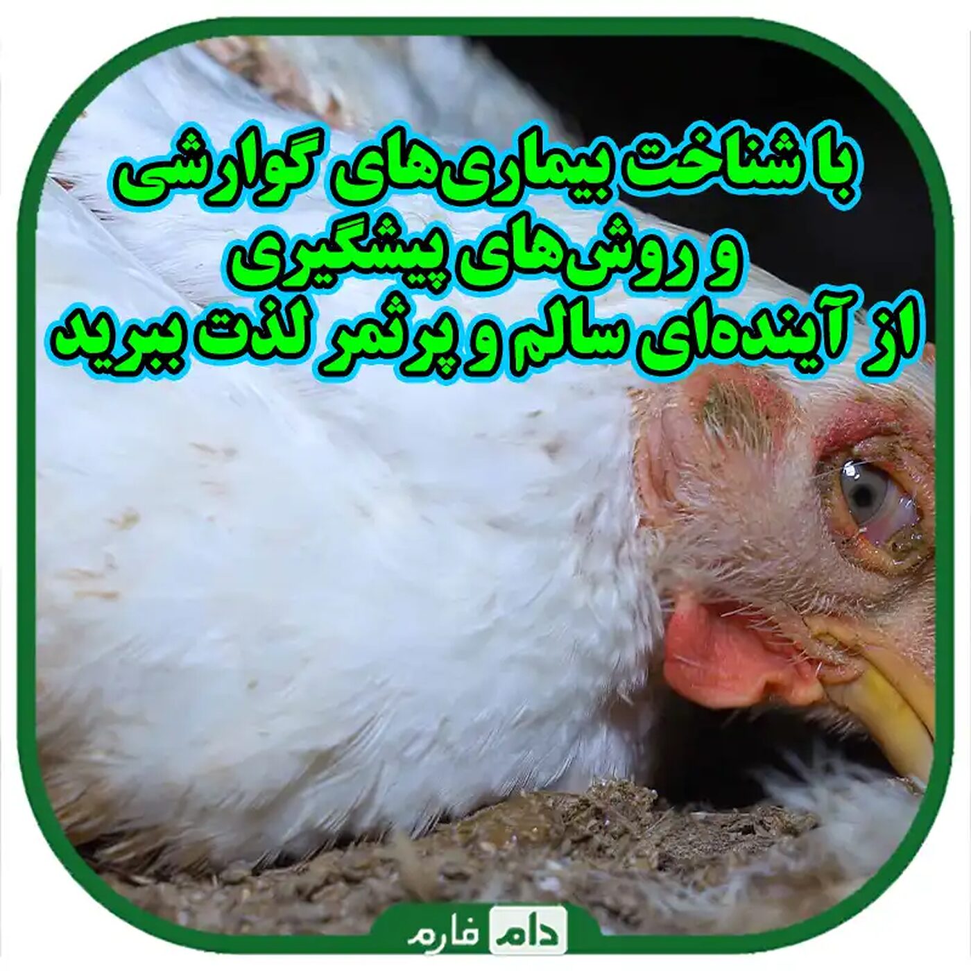 آشنایی_با_مهمترین_بیماری‌های_دستگاه_گوارش_جوجه‌ها_و_روش‌های_پیشگیری