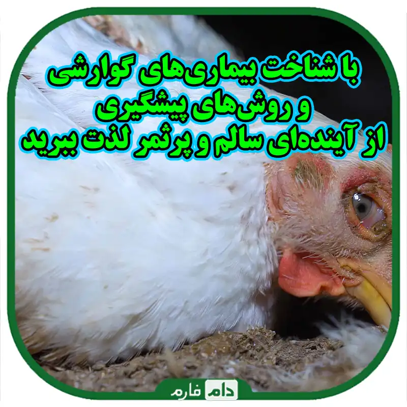 آشنایی_با_مهمترین_بیماری‌های_دستگاه_گوارش_جوجه‌ها_و_روش‌های_پیشگیری