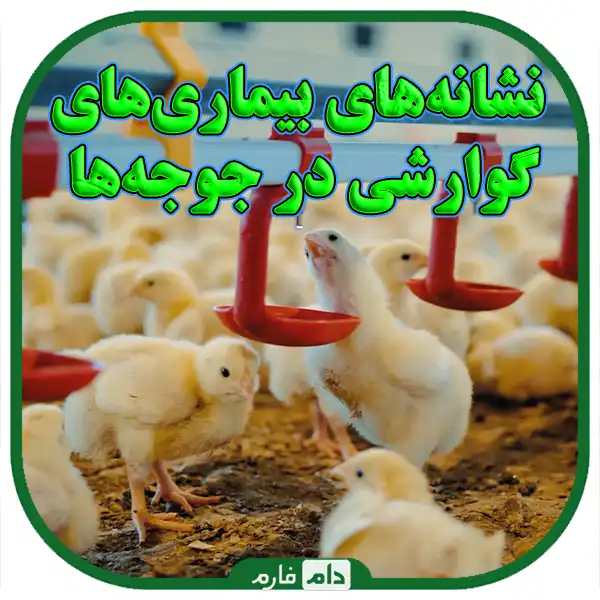 Getting-to-know-the-most-important-diseases-of-chickens-and-water-systems