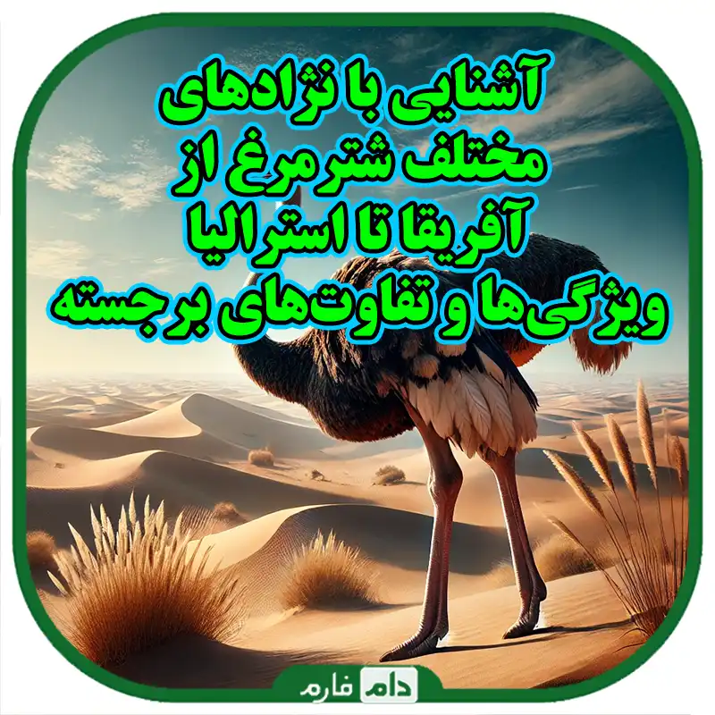 Acquaintance-with-the-types-of-Iranian-ostrich-breeds-and-a-comprehensive-guide-to-their-breeding