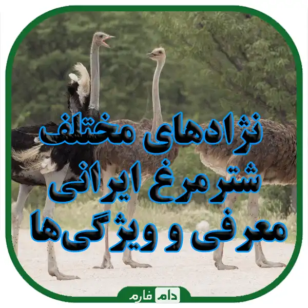 Acquaintance-with-the-types-of-Iranian-ostrich-breeds-and-a-comprehensive-guide-to-their-breeding