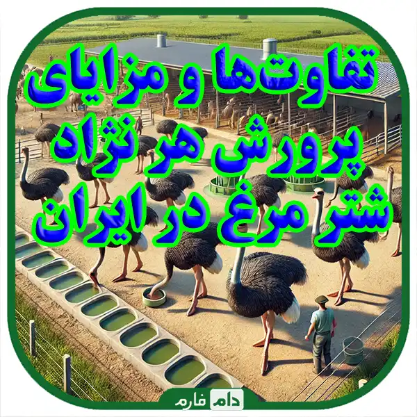 Acquaintance-with-the-types-of-Iranian-ostrich-breeds-and-a-comprehensive-guide-to-their-breeding