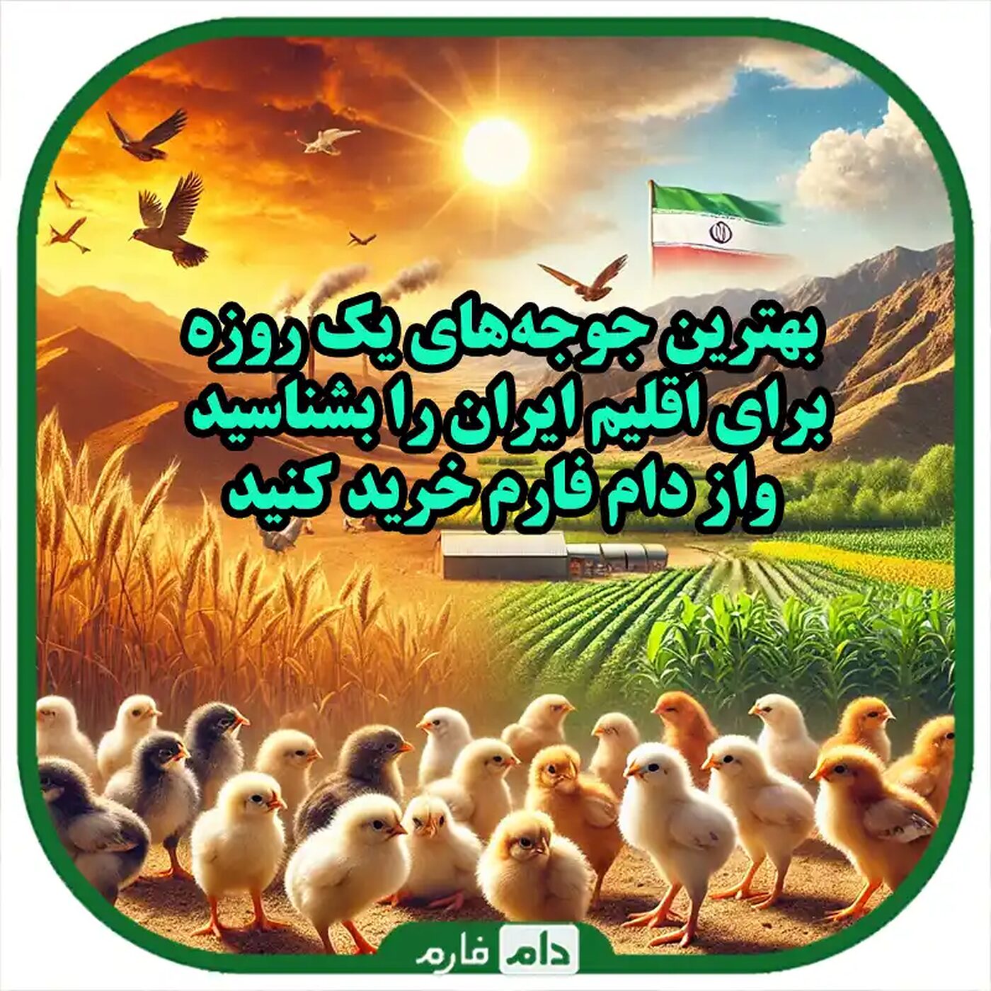 بهترین_نژادهای_جوجه_یک_روزه_برای_مناطق_مختلف_ایران