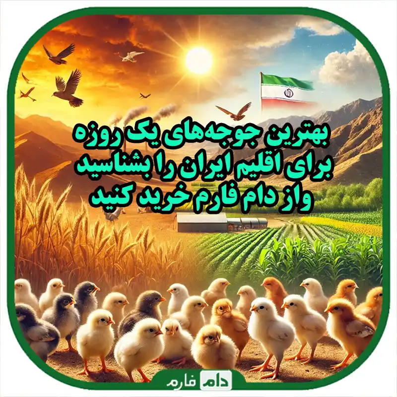 بهترین_نژادهای_جوجه_یک_روزه_برای_مناطق_مختلف_ایران