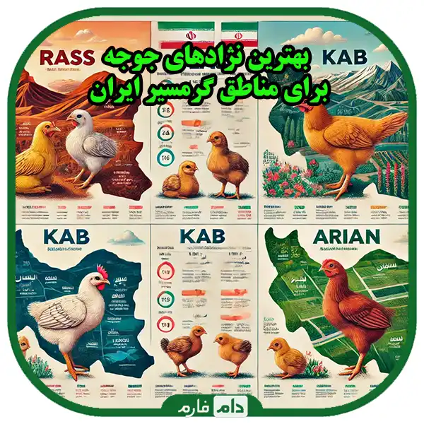 The-best-day-old-chicken-breeds-for-different-regions-of-Iran