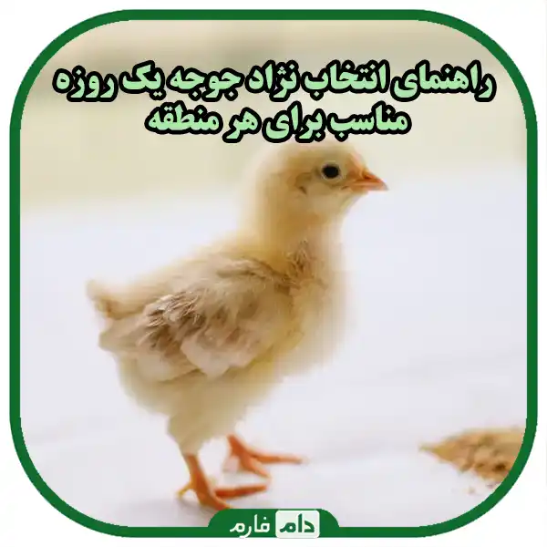 The-best-day-old-chicken-breeds-for-different-regions-of-Iran