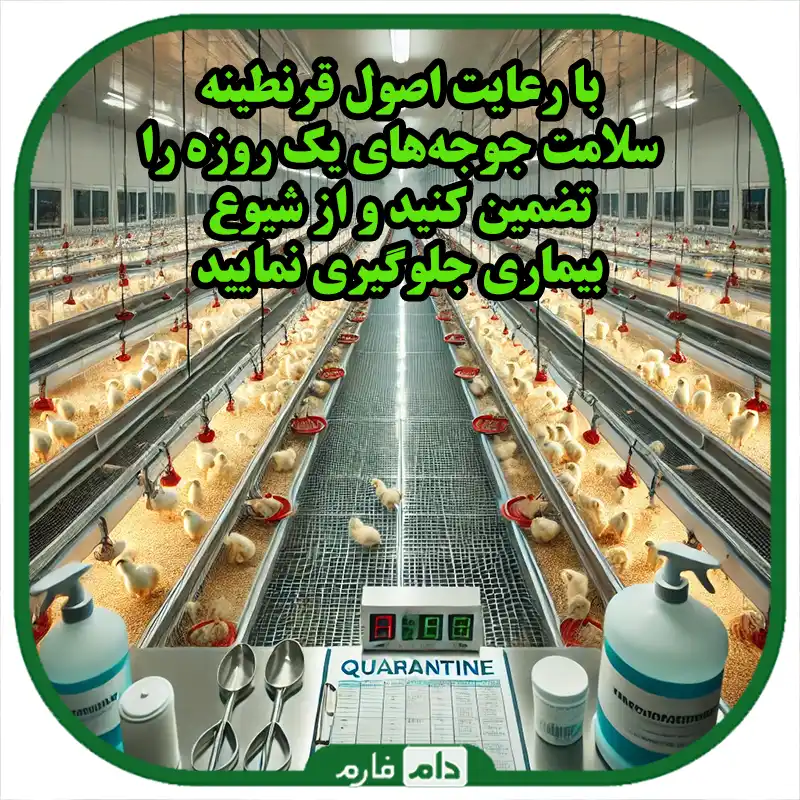 نحوه_قرنطینه_جوجه_یک_روزه_بیمار_و_جلوگیری_از_انتقال_بیماری