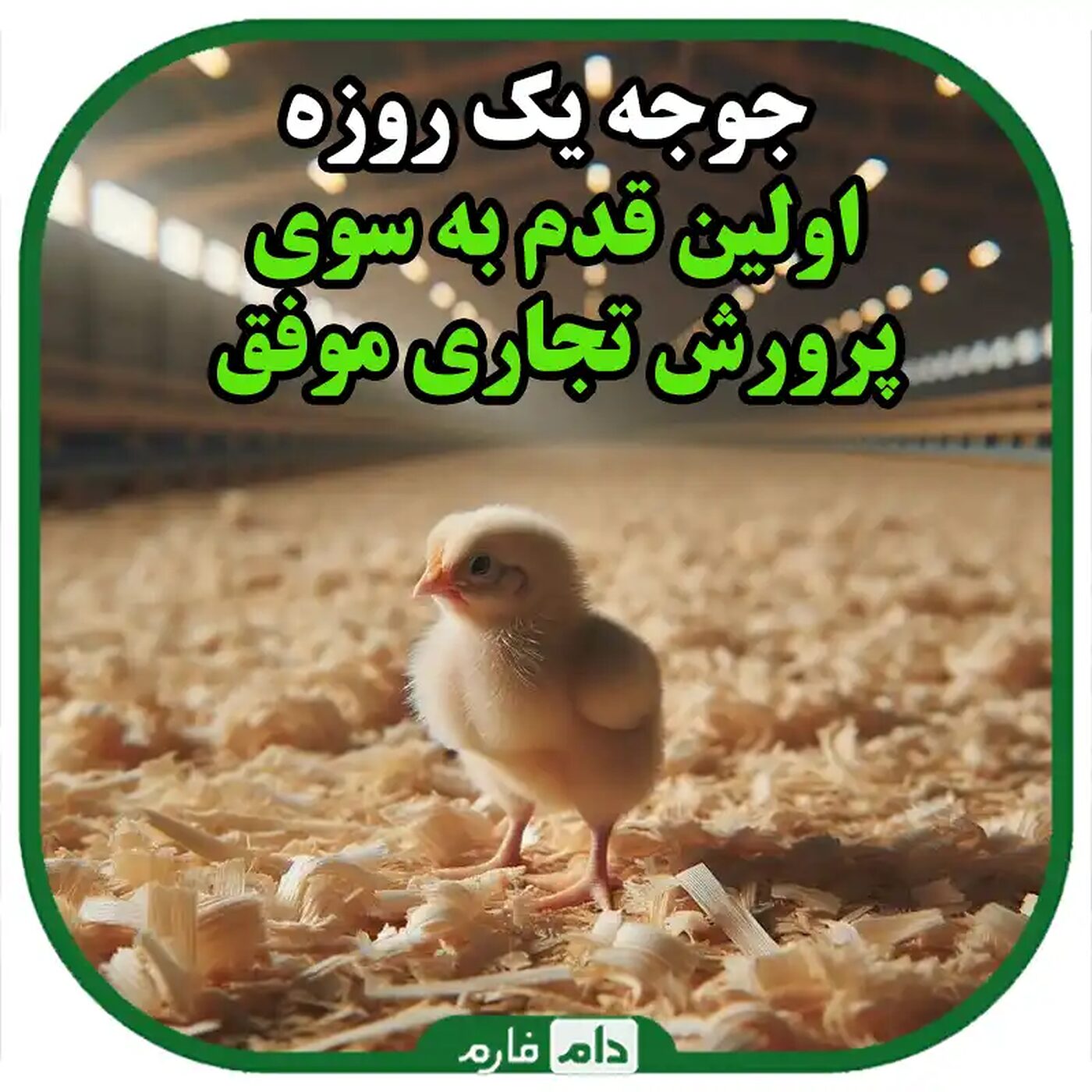 راهنمای_کامل_انتخاب_جوجه_یک_روزه_برای_پرورش_تجاری