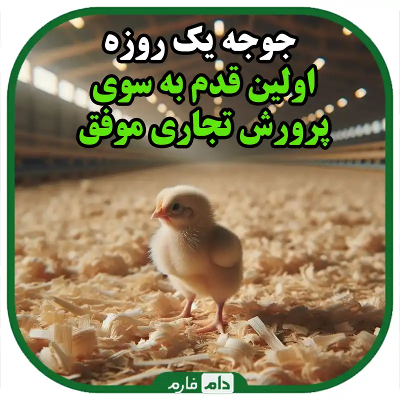 راهنمای_کامل_انتخاب_جوجه_یک_روزه_برای_پرورش_تجاری