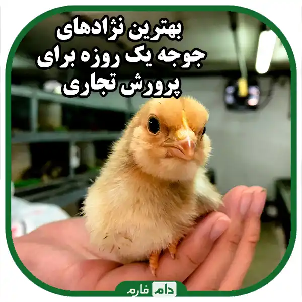A-complete-guide-to-selecting-day-old-chicks-for-commercial-breeding
