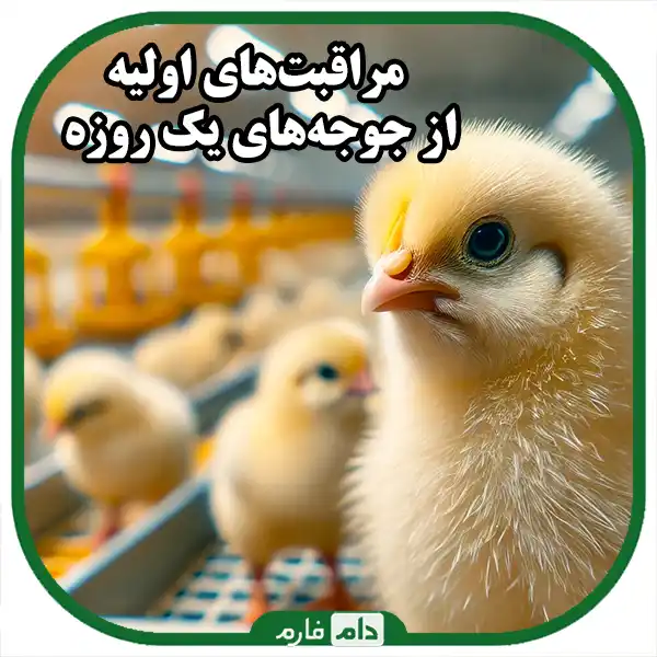 A-complete-guide-to-selecting-day-old-chicks-for-commercial-breeding