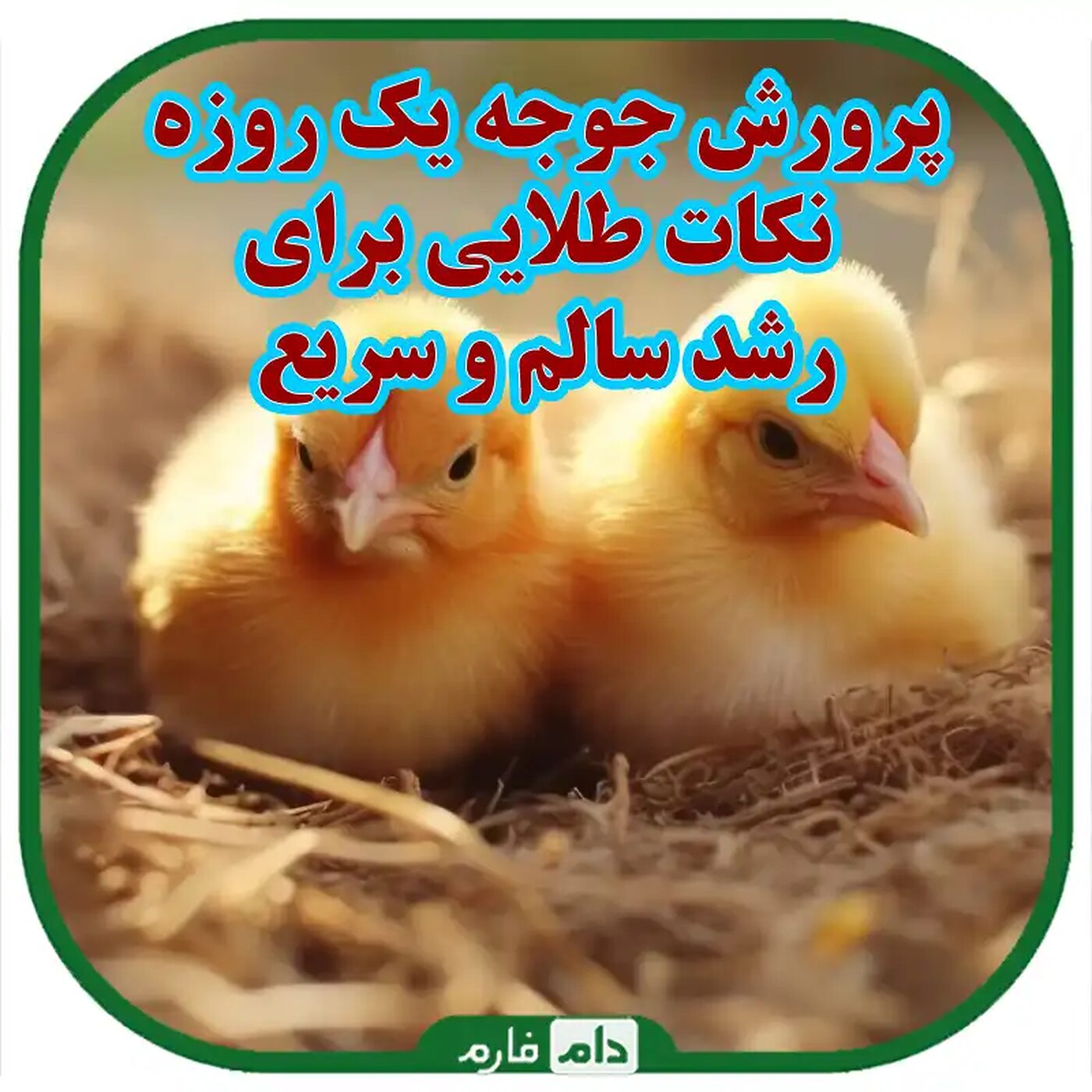 نکته_های_حائز_اهمیت_در_پرورش_جوجه_یک_روزه