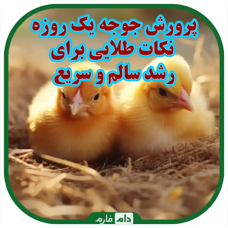 نکته_های_حائز_اهمیت_در_پرورش_جوجه_یک_روزه