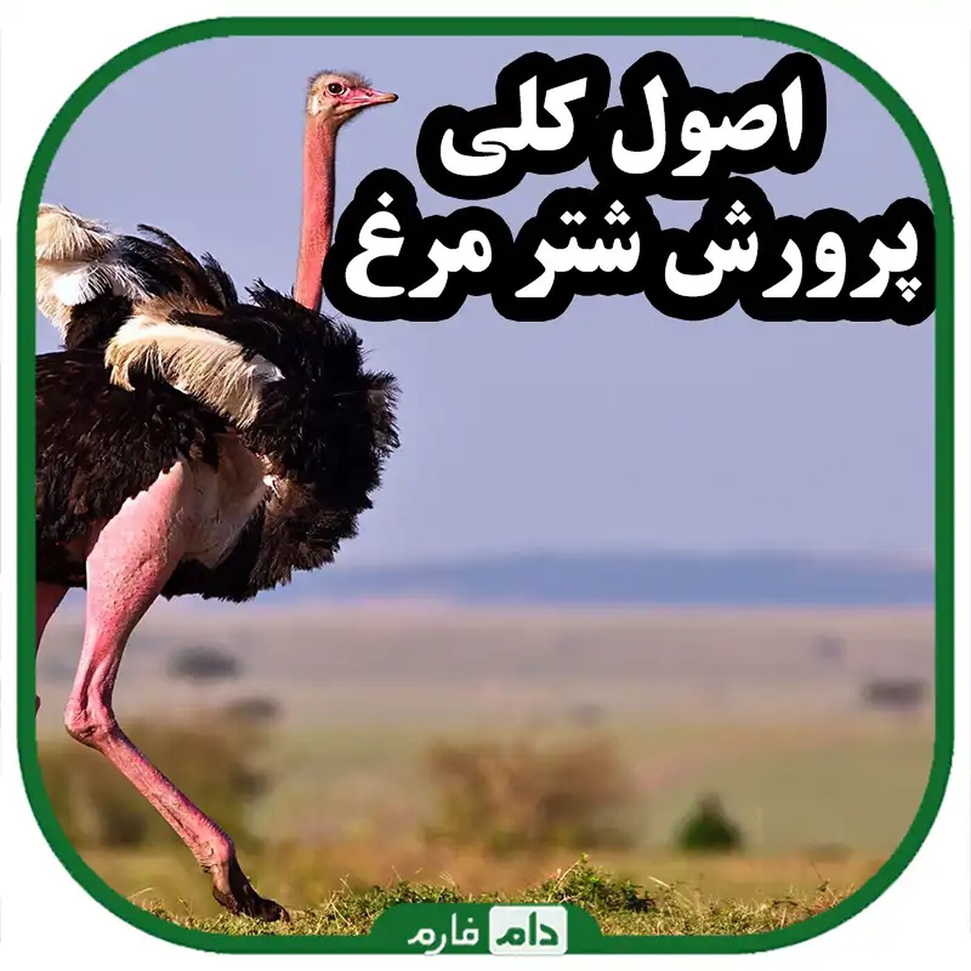 اصول_کلی_پرورش_شتر_مرغ
