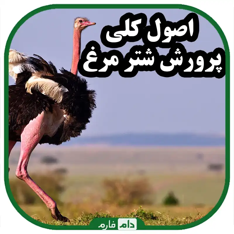 اصول_کلی_پرورش_شتر_مرغ