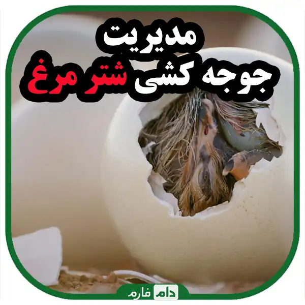 General-principles-of-ostrich-breeding