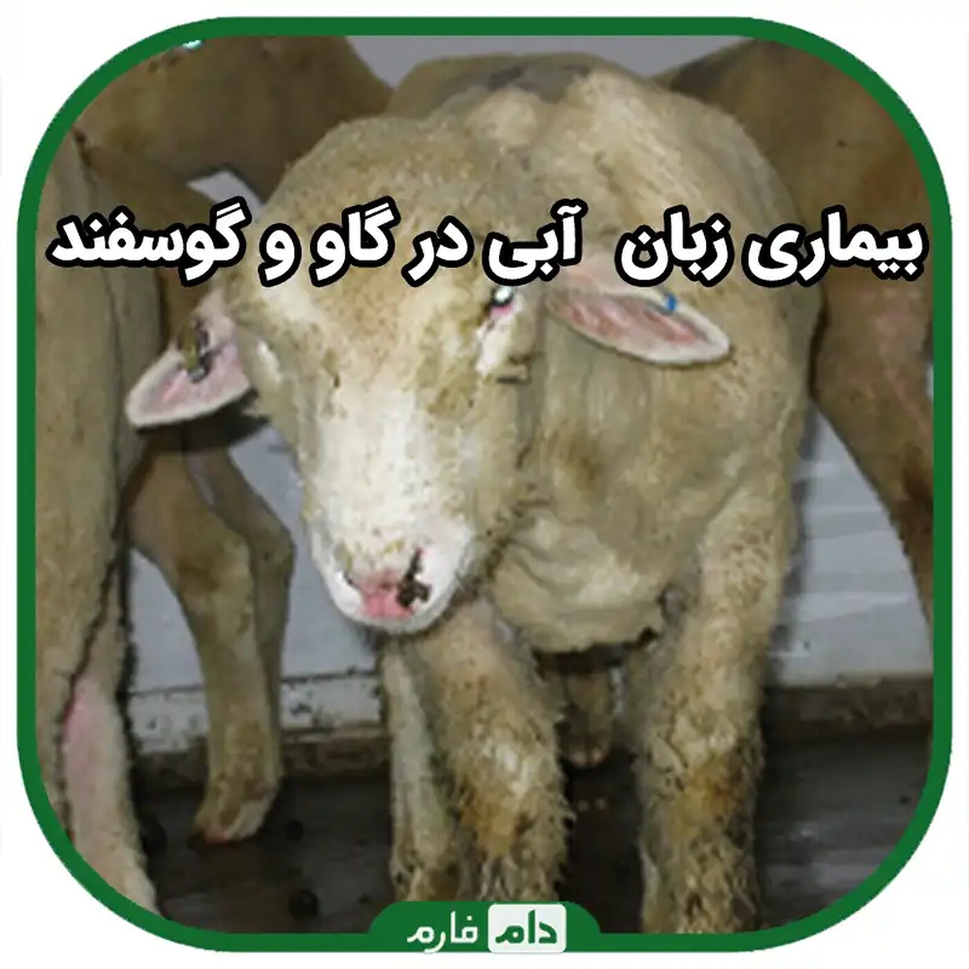بیماری_زبان_آبی_در_گاو_و_گوسفند