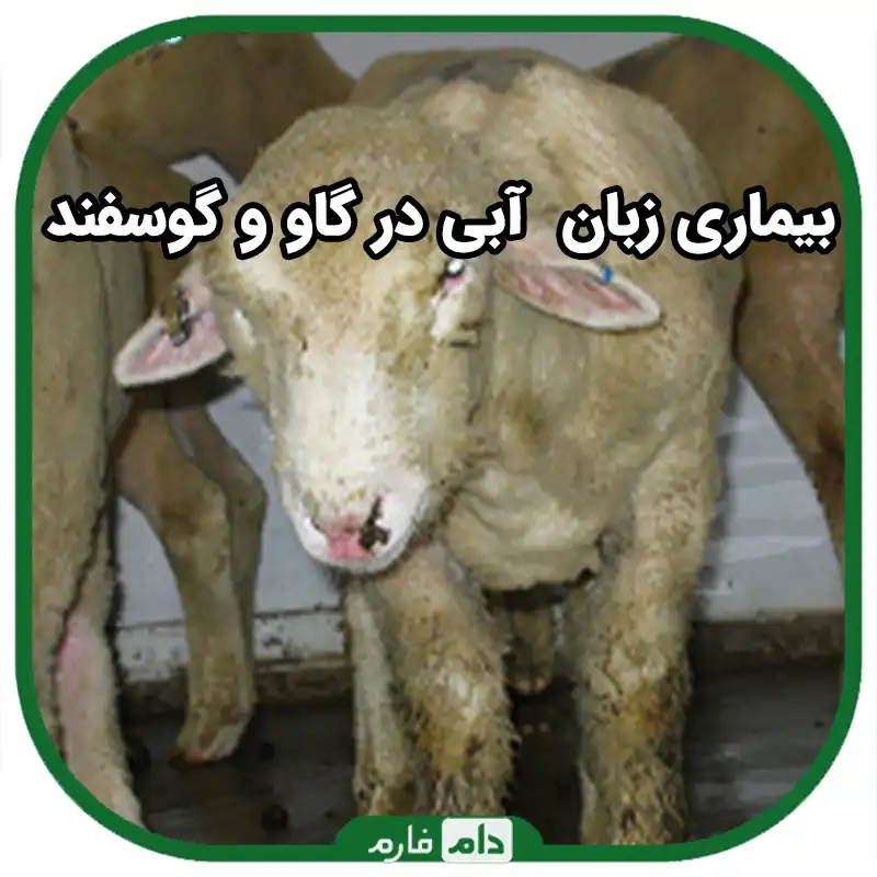 بیماری_زبان_آبی_در_گاو_و_گوسفند