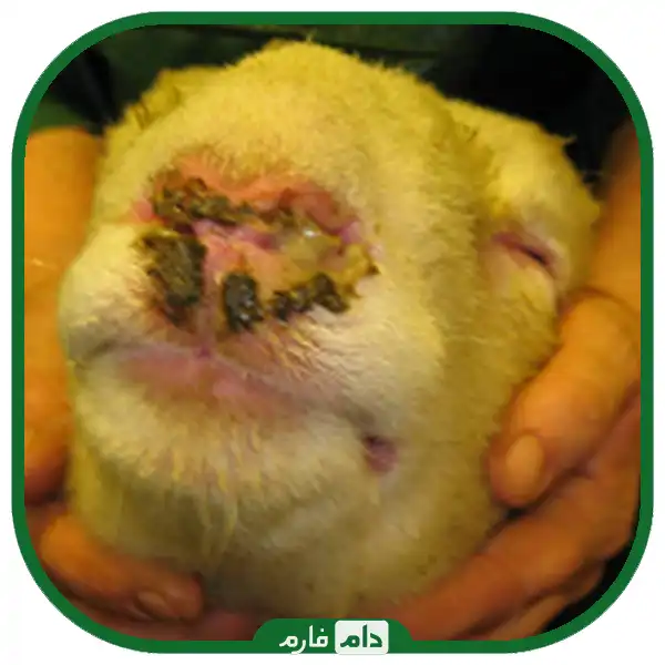 Blue-tongue-disease-in-cattle-and-sheep