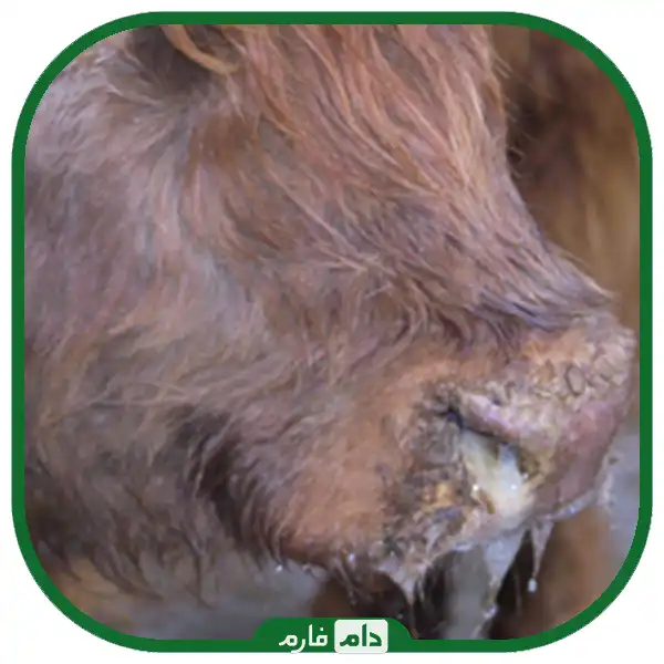 Blue-tongue-disease-in-cattle-and-sheep