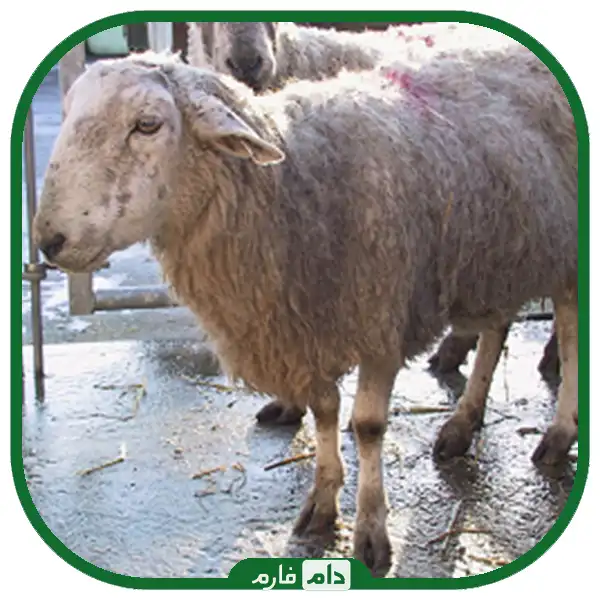 Blue-tongue-disease-in-cattle-and-sheep