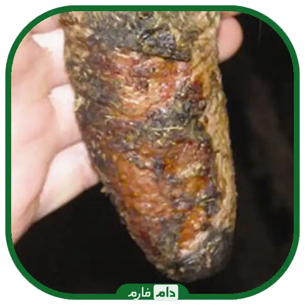 Blue-tongue-disease-in-cattle-and-sheep