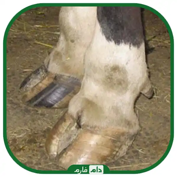 Blue-tongue-disease-in-cattle-and-sheep