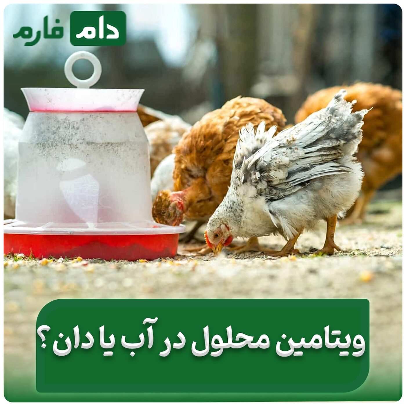 نحوه_مصرف_ویتامین‌ها_برای_رشد_بیشتر_مرغ‌ها_و_سودآوری_بیشتر!