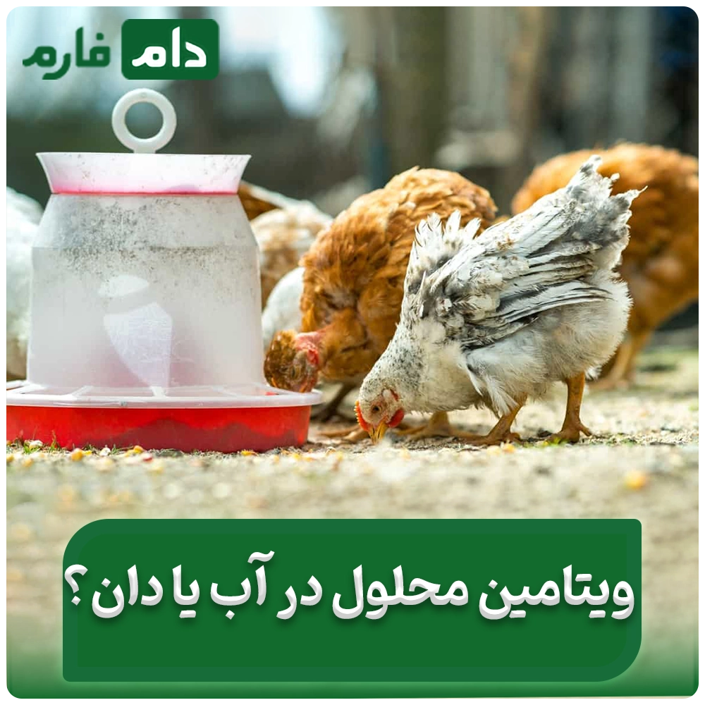 نحوه_مصرف_ویتامین‌ها_برای_رشد_بیشتر_مرغ‌ها_و_سودآوری_بیشتر!