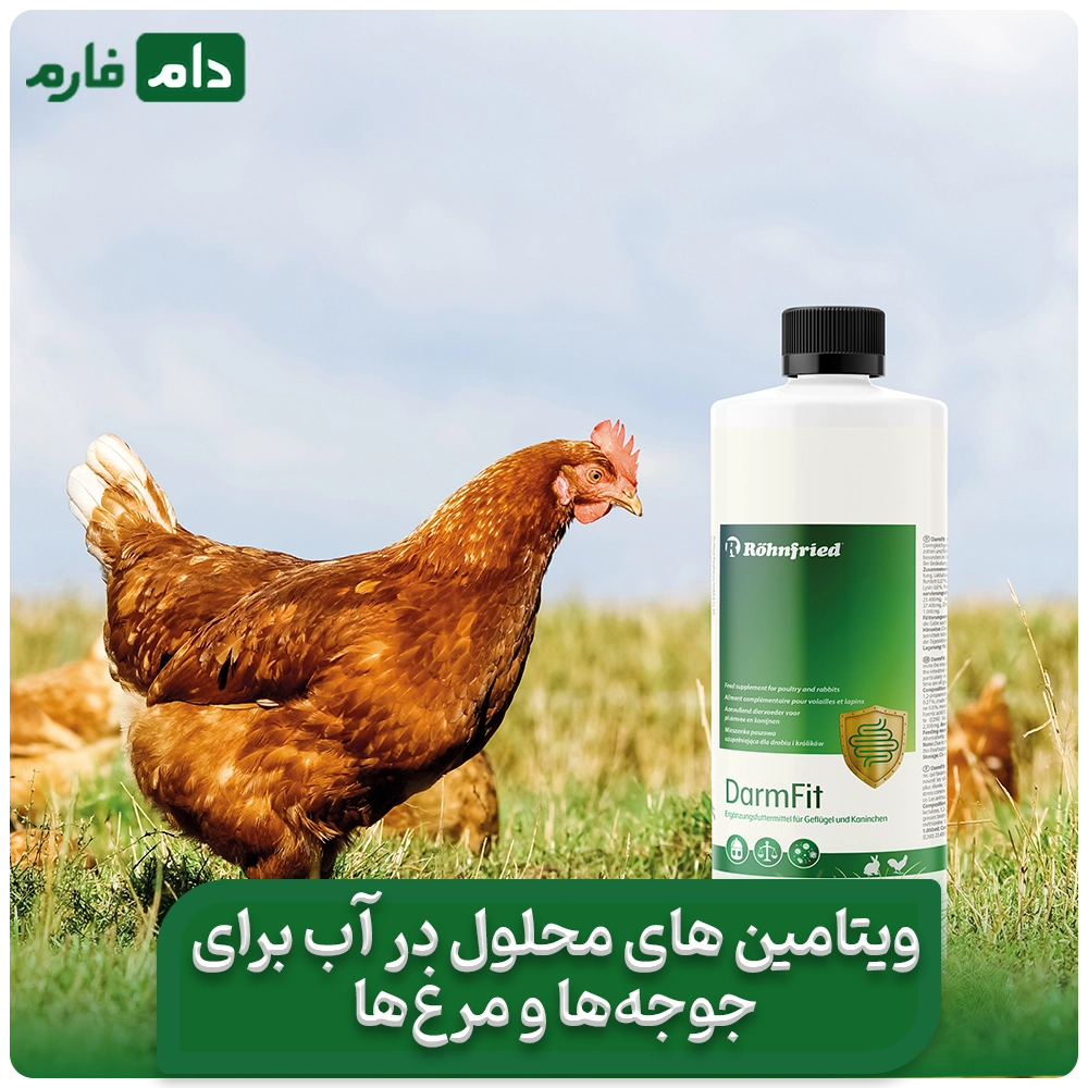 How-to-use-vitamins-for-better-chicken-growth-and-greater-profitability