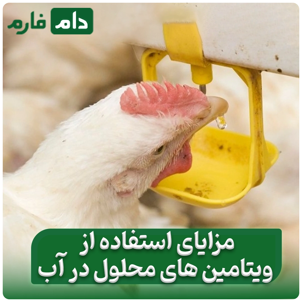 How-to-use-vitamins-for-better-chicken-growth-and-greater-profitability