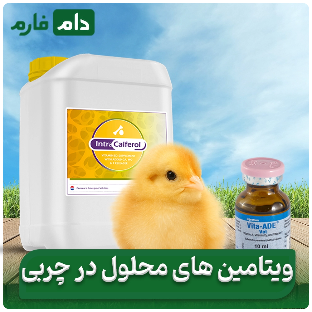 How-to-use-vitamins-for-better-chicken-growth-and-greater-profitability