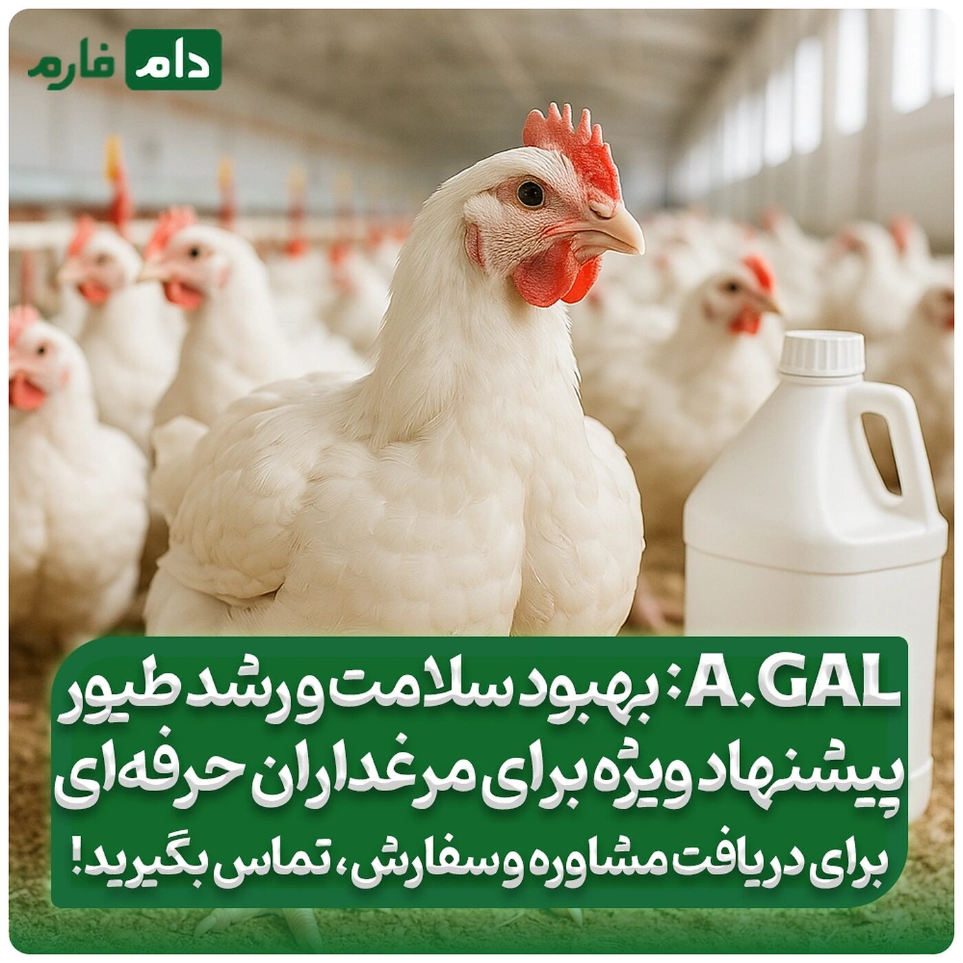 آنزیم_آلفا_گالاکتوزیداز_(A.Gal)_برای_تغذیه_طیور
