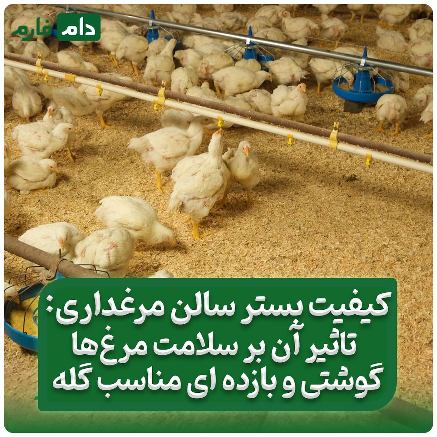 کیفیت_بستر_سالن_مرغداری:_تاثیر_آن_بر_سلامت_مرغ‌_ها_گوشتی_و_بازده_ای_مناسب_گله