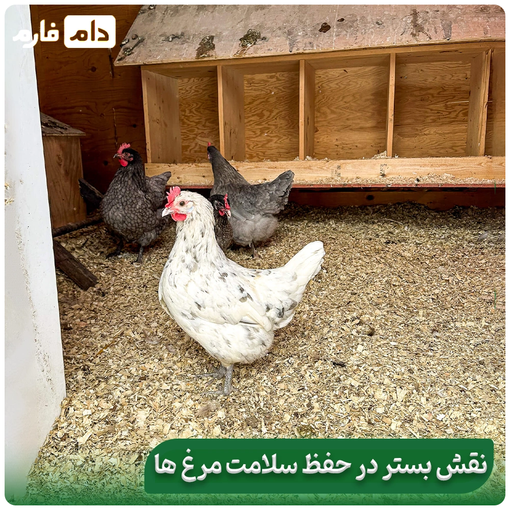 Litter-quality-in-the-performance-of-broiler-chickens