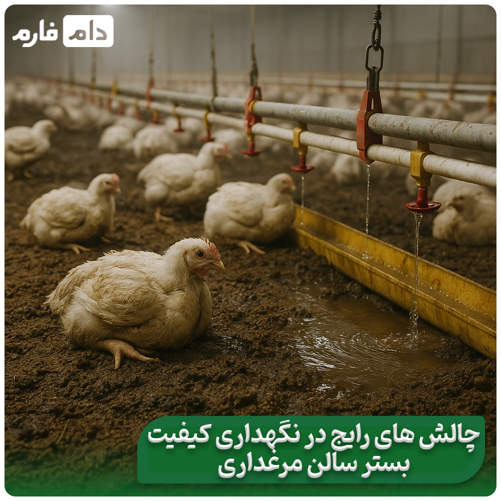 Litter-quality-in-the-performance-of-broiler-chickens